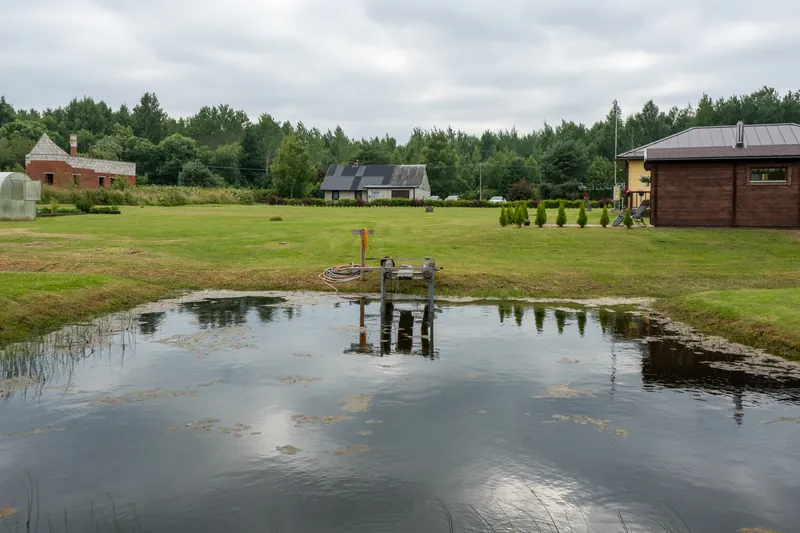 Tiik krundil, taustal metsapiir